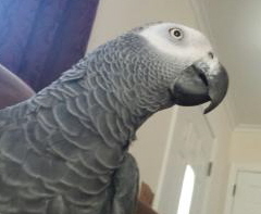 AFRICAN GREY PICTURE