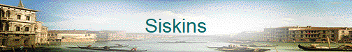 Siskins
