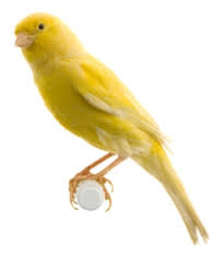 CANARY STOCK