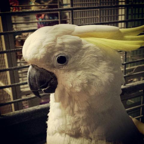 COCKATOO PICTURE