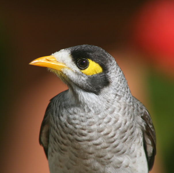 minor_bird