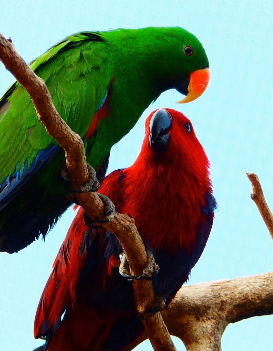 ECLECTUS