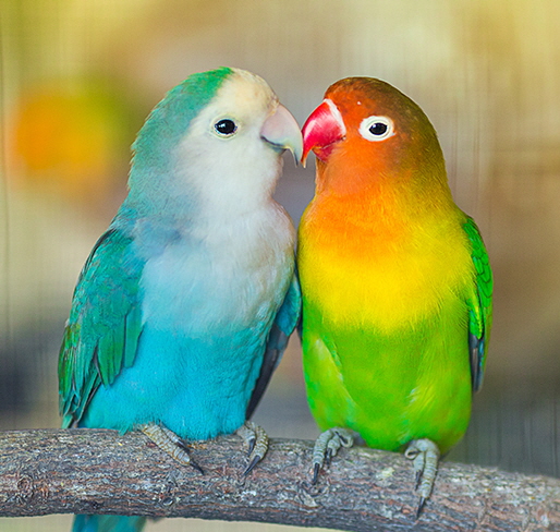 LOVE BIRDS