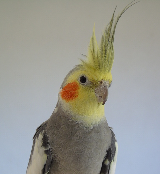 cockatiel-1703649_960_720