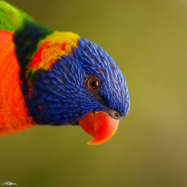 rainbow-lorikeeT