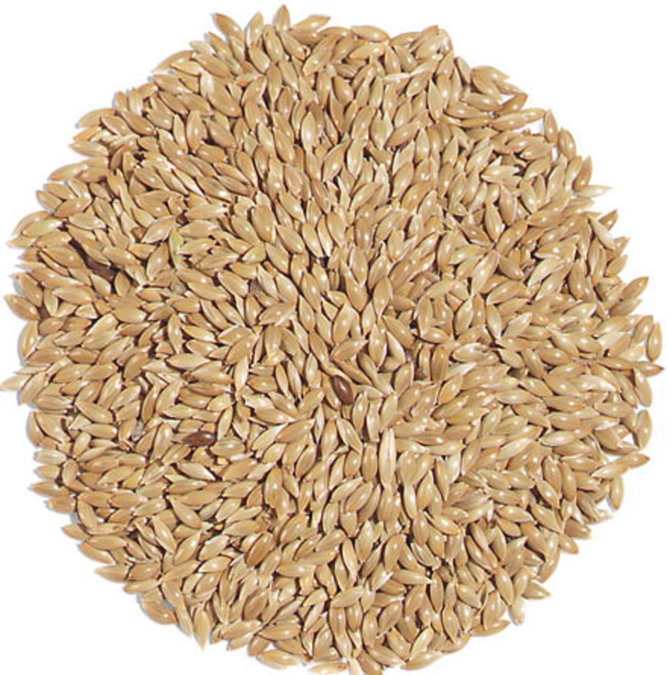 canary-seed1