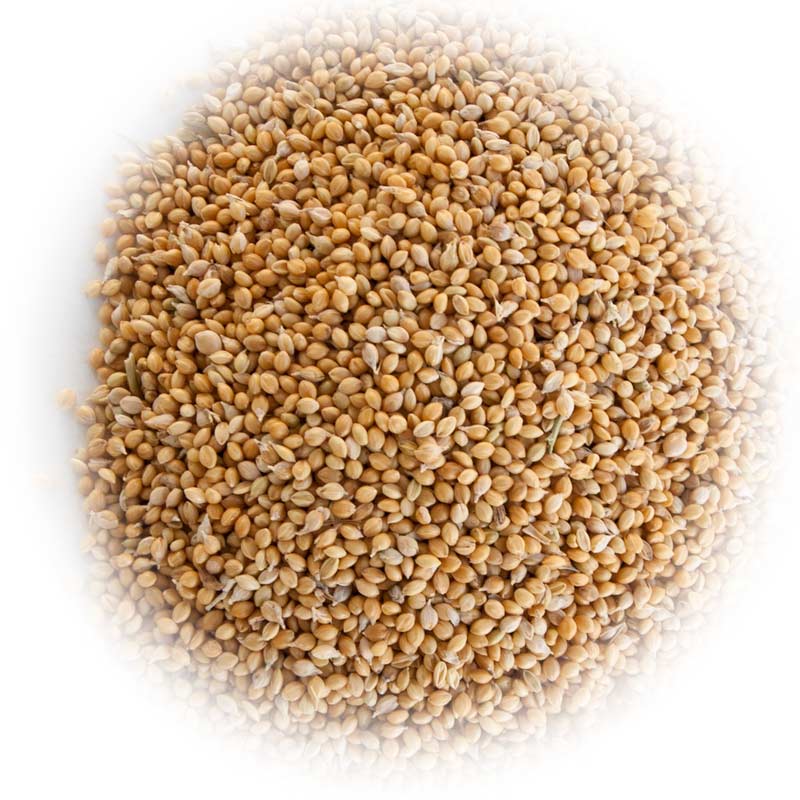 German Seed