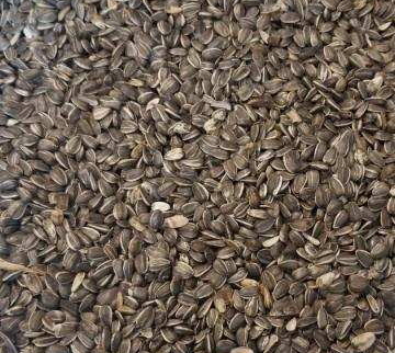 sunflower seeds