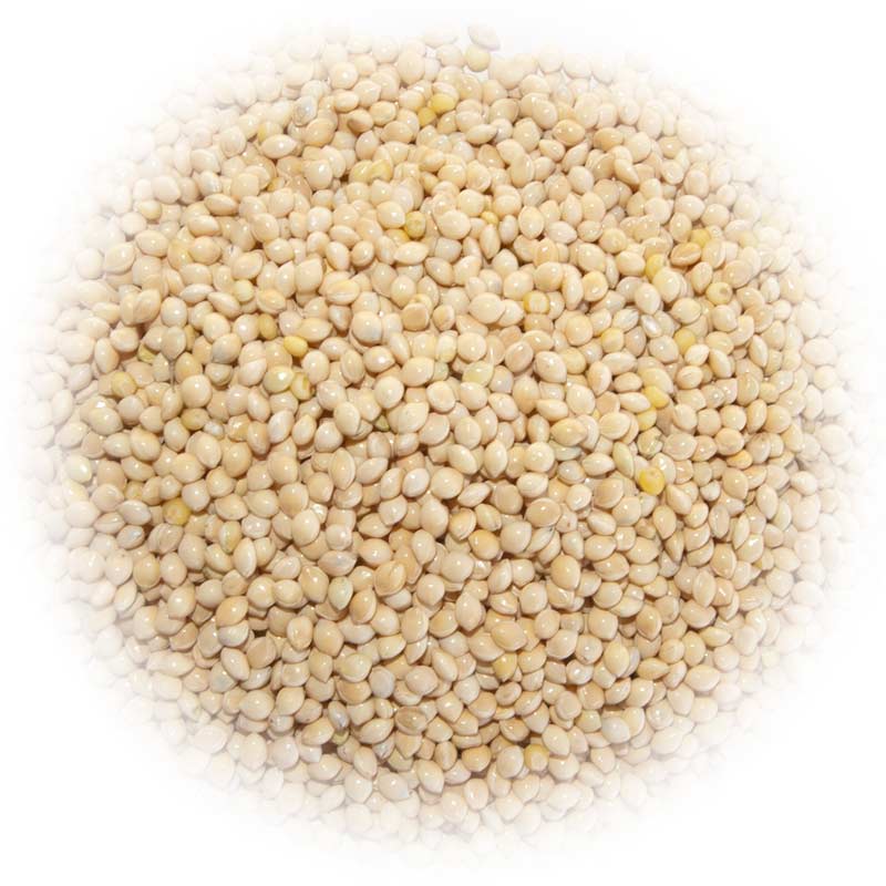 white-proso-millet