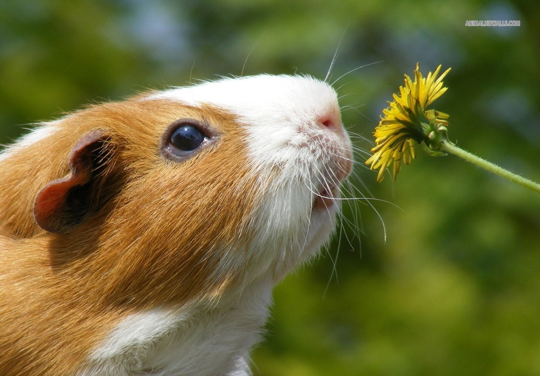 guinea-pig_background-wallpaper