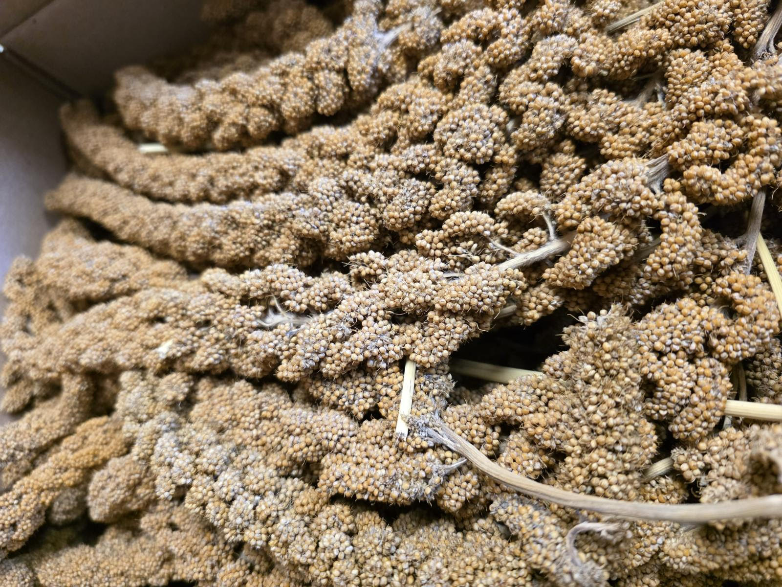 FRENCH MILLET 2