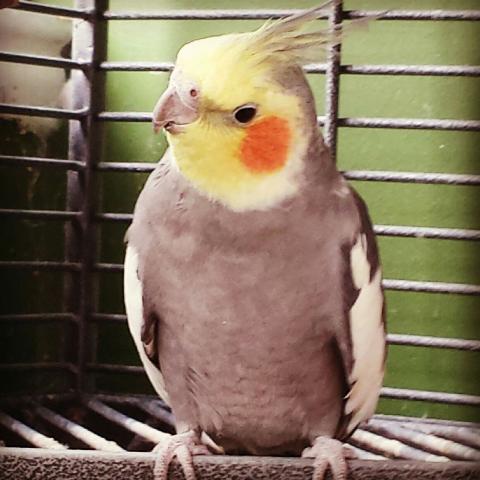 COCKATIEL PICTURE